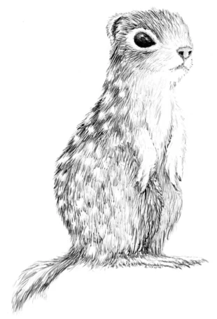 Suseł perełkowany. Rys. Anna Krupa