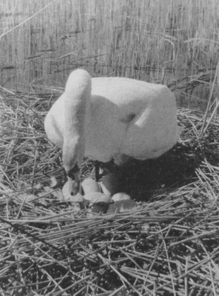 
Łabędź niemy na gnieździe. Fot. Andriej Abramčuk
