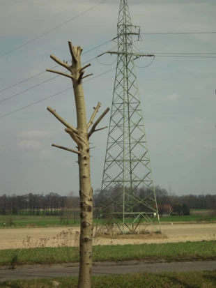 Przyroda czy energia. Fot. Ryszard Kulik