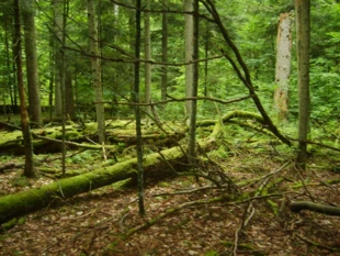 
Lasy naturalne magazynują 40 razy więcej węgla niż monokultury. Fot. Piotr Skubała
