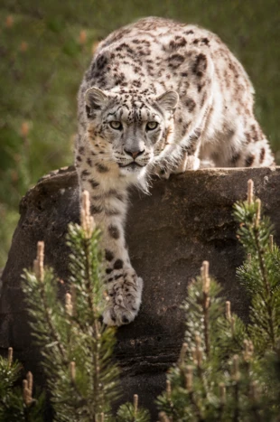 Duże stopy, grube białe futro w cętki, długi ogon, doskonały wzrok i zwinne łapy – to górski ekwipunek pantery śnieżnej. Fot. Lawrie Brailey