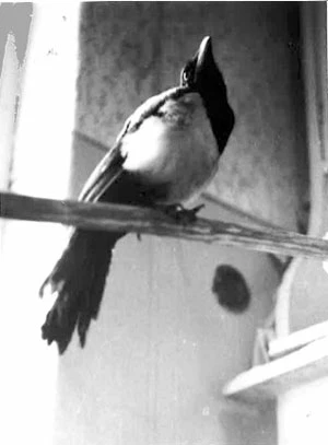 Sroka, która z własnej woli wybrała ludzkie towarzystwo. Fot.  Andrzej Tymieniecki