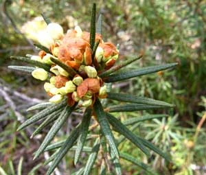 Fot. Andrzej Ginalski
