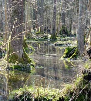 Puszcza Białowieska. Fot. Darek Kowalczyk