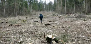Na wschód od Drogi Browskiej ten sam las, ale pielęgnowany, Fot. Janusz Korbel