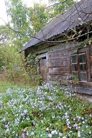 Wieś Odrynka. Najbliższa wieś od chaty leśnych ludzi. W powieści, to właśnie z tej wsi przychodzili goście do leśnych ludzi. Dziś zupełnie pusta... w czasie lata zamieszkuje tam samotna kobieta – ostatni leśny człowiek. fot. Dariusz Morsztyn