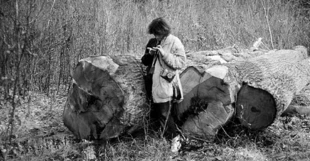 Takie dęby były wycinane w 1995 roku. Fot. Janusz Korbel