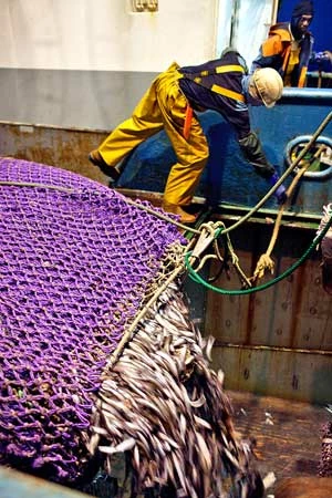 
Połów ostroboka na statku hiszpańskim. Jeżeli chodzi o wielkość połowów w tonach, ostrobok zajmuje szóste miejsce wśród gatunków poławianych przez Unię Europejską. Copyright: Corey Arnold &amp; Pew

