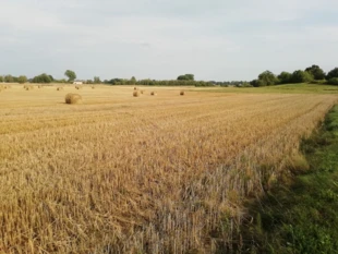 Plon został osiągnięty ciężką pracą, ale zebranie go było możliwe dzięki wpływowi czynników wymykających się kontroli człowieka. Fot. Monika Stasiak