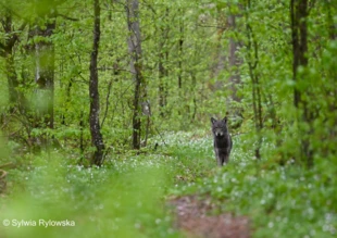 Wilk i zawilce w Puszczy Białowieskiej. Fot. Sylwia Rylowska
