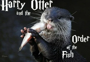 Źródło: aminoapps.com