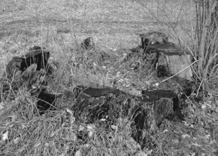 Wypalony pień dębu w Straszowie. Fot. Jacek Corn