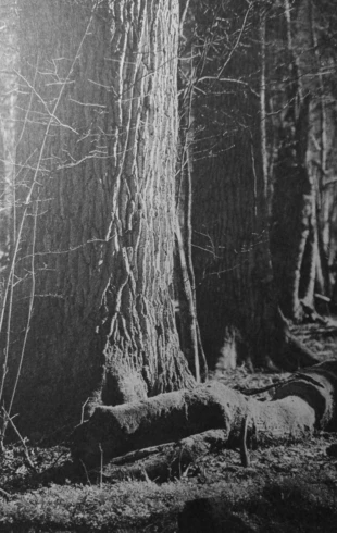 Puszcza Białowieska. Fot. Ryszard Kulik