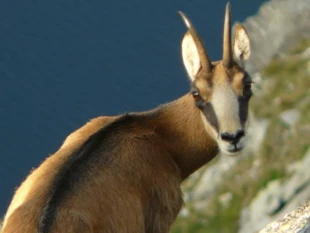 Kozica. Fot. Ryszard Kulik