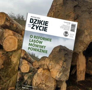 Na łamach czerwcowego wydania opublikowaliśmy artykuł Sylwii Szczutkowskiej „O reformie lasów mówimy poważnie”.