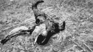 dzika dolina to miejsce do życia i umierania dla jeleni, rysi, bobrów, wilków, żubrów... Fot. Edward Marszałek