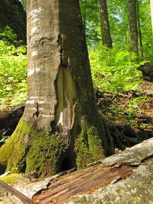 Wielką wewnętrzną siłą, ale i głęboką rezygnacją bije od tych ostatnich potomków dawnych wielkich lasów. Fot. Krzysztof Wojciechowski