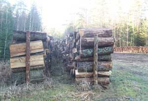 Puszcza wycinana. Fot. Radosław Sawicki