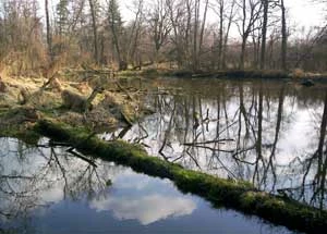 Starorzecze Bystrzycy. Fot. Paweł Kisiel