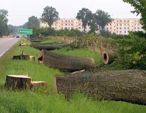 
Ścięte drzewa z pachnicą w Bartoszycach. Fot. Bioscience, archiwum Sadyba
