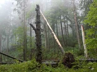 Babiogórski Park Narodowy. Fot. Krzysztof Wojciechowski