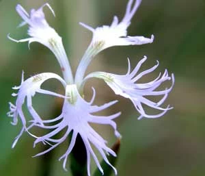 Goździk pyszny w Pradoline Warszawsko-Berlińskiej. Fot. Adam P. Kubiak