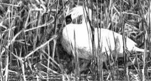 Rys. Magdalena Warszawa