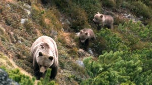 
W przypadku bliskiego spotkania z niedźwiedzicą z małymi należy zachowywać się cicho, trzeba ustąpić i nie patrzeć na zwierzęta, arollafilm.com
