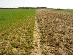 Nawozić czy nie nawozić? Fot. Jacek Żukowski