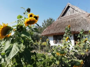 Okres dojrzewania i zbiorów roślin był w tradycyjnym kalendarzu precyzyjnie określony. Fot. Monika Stasiak