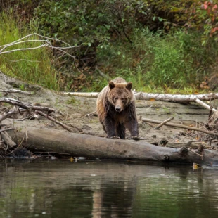 Grizzly, czyli niedźwiedź brunatny w Kolumbii Brytyjskiej w Kanadzie. Fot. Anna Maziuk