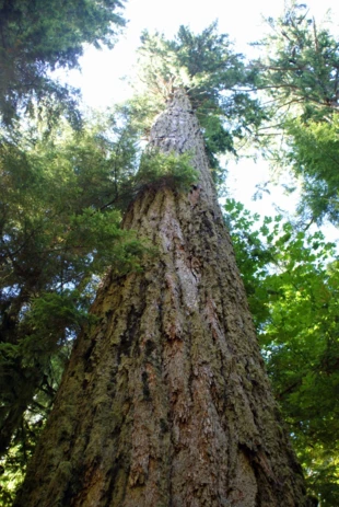 Ta daglezja zielona miała 300 lat, gdy Krzysztof Kolumb odkrywał Amerykę, Vancouver Island. Fot. Szymon Jastrzębowski