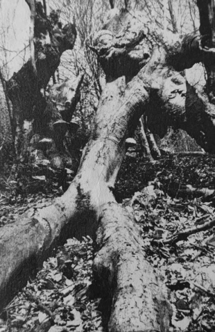 W rezerwacie Zimna Woda. Fot. Janusz Korbel