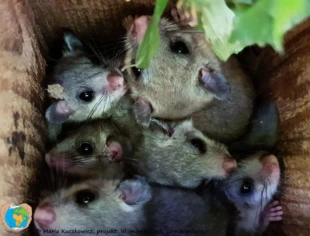 Popielice w gnieździe. Fot. Maria Kuczkowicz, autorka projektu ,,W imieniu tych, co nie mówią”