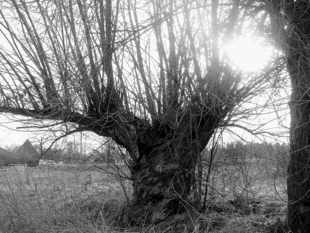 Źródło Lubatki. Wierzba Życia. Fot. Jacek Corn