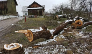 
Wycięto wiele drzew rosnących przy zagrodach wiejskich. Fot. Krzysztof A. Worobiec
