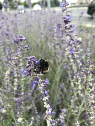 Trzmiel Bombus sp. żerujący na roślinności porastającej rondo uliczne. Fot. Łukasz Dylewski