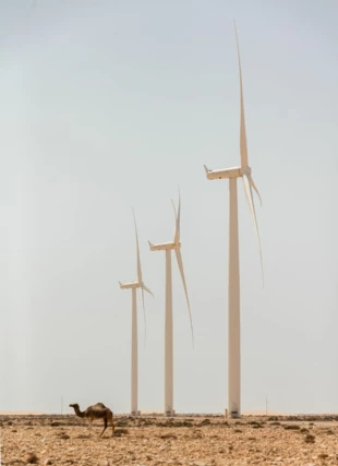 Do 2030 r. Maroko zamierza produkować 52% energii ze źródeł odnawialnych, z czego po 20% ma być generowane z wiatru i słońca a 12% z energetyki wodnej. 300-megawatowa Tarfaya to jak dotąd największa lądowa elektrownia wiatrowa w Afryce. Fot. TEDxTarfaya, flickr.com