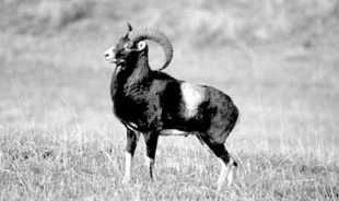 Muflon. Fot. Krzysztof Żarkowski