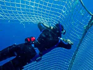 
Członkowie Sea Shepherd uwalniają tuńczyka błękitnopłetwego ma terenie libijskich wód. Fot. Archiwum Sea Shepherd

