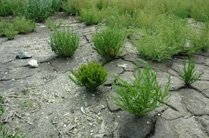 
Soliród to roślina zasolonych gleb, doskonale nadająca się do spożycia. flickr.com
