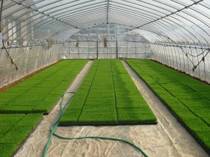 
Produkcja trawnika, źródło Wikipedia, autor Angie from Sawara, CC BY 2.0
