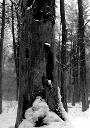 Puszcza Białowieska zimą. Fot. Dariusz Matusiak