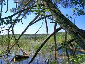 Pobrzeże jeziora Dołgie Wielkie. Fot. Adam P. Kubiak