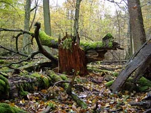 Puszcza Białowieska. Fot. Marta Popławska