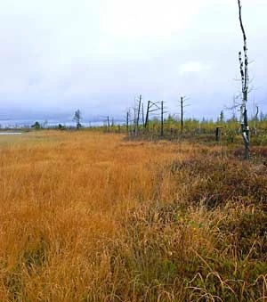 Bagna na Pojezierzu Białoruskim. Fot. Sergej Abramczuk