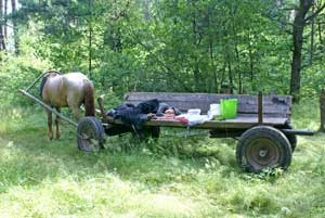 Na jagody. Kilkudniowy wyjazd konno do lasu na jagody. Na zdjęciu śpiące dziecko na wozie, którego koń (zupełnie nie przywiązany) dzielnie znosi totalne gryzienie przez owady. Nigdy w życiu nie widziałem tak ułożonego konia. Fot. Dariusz Morsztyn