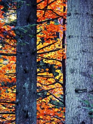 Jodły i buki. Fot. Łukasz Misiuna