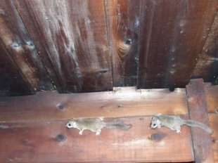 Popielice w Gorcach. Fot. Ryszard Kulik