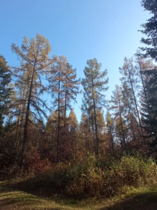Dorodne modrzewie w rezerwacie Ciechostowice. Fot. Bartosz Świątek